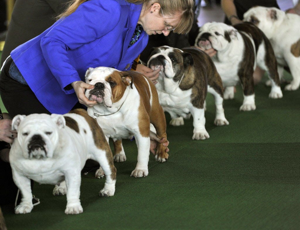 bulldog kennel club